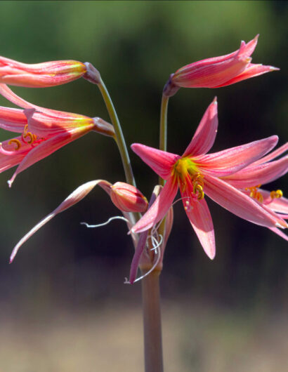 Fundacion_Kennedy_Urbanya_5-(1)